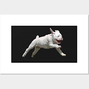 White Boxer Puppy Gifts Posters and Art